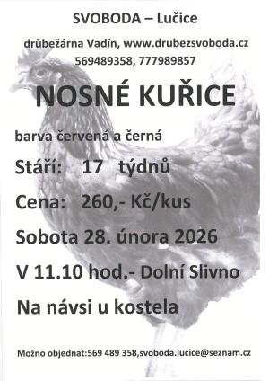 Kuřice